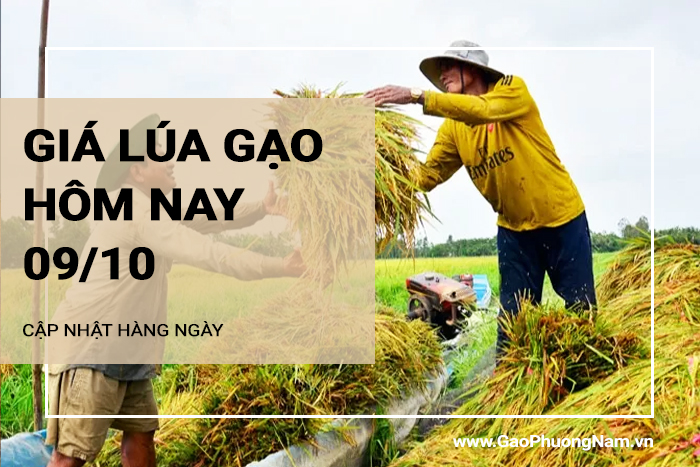 Giá lúa gạo hôm nay 09/10/2024