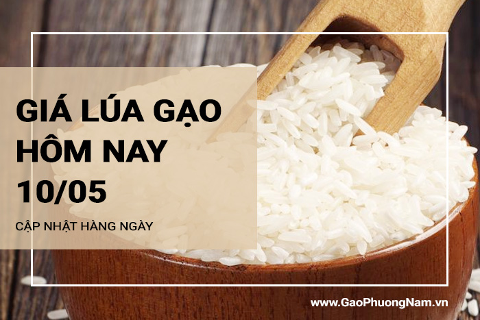 Giá lúa gạo hôm nay 10/05/2024