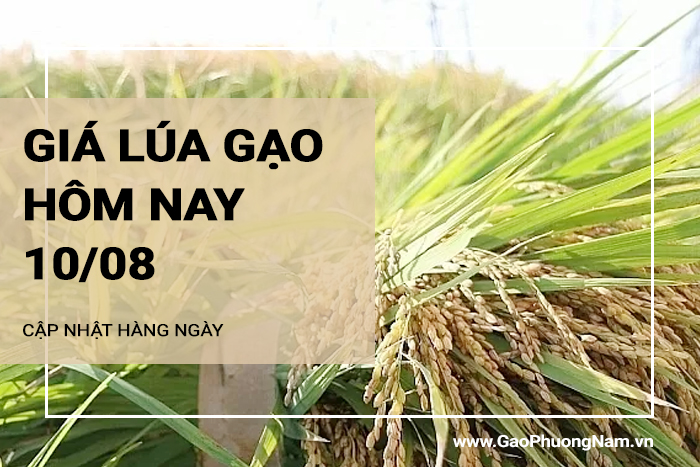 Giá lúa gạo hôm nay 10/08/2024