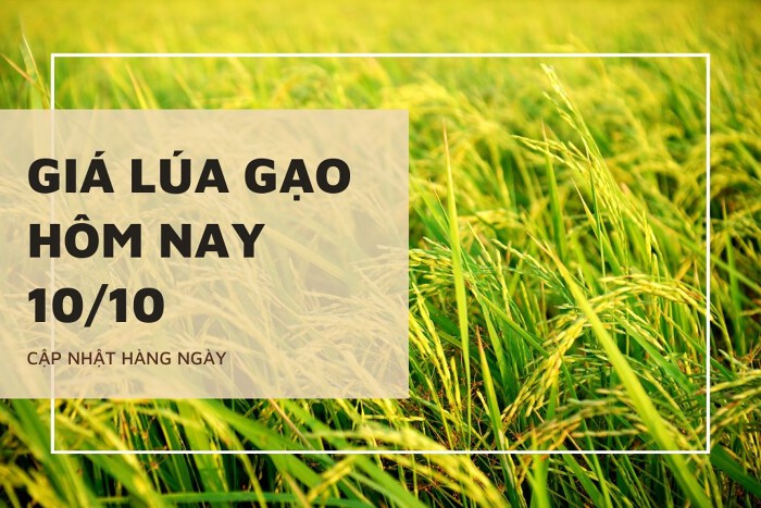 Giá lúa gạo hôm nay ngày 09/10/2023: Giá gạo OM 18, IR 504 ổn định