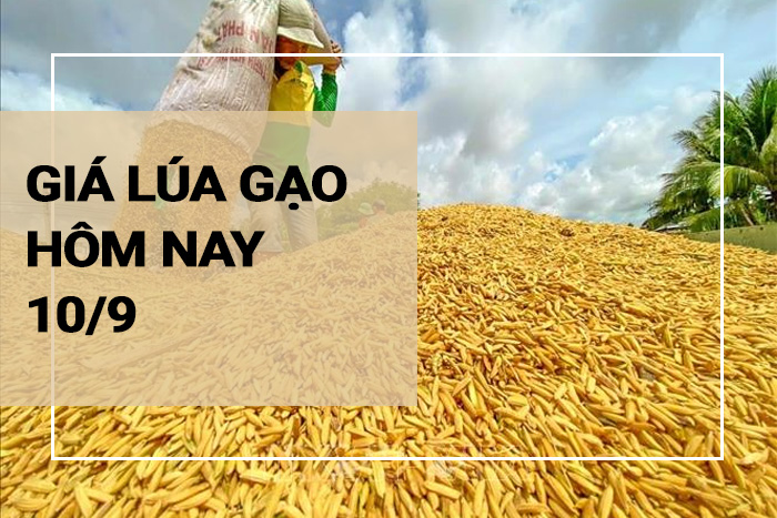 Giá lúa gạo hôm nay ngày 10/09/2023: thị trường nội địa duy trì ổn định