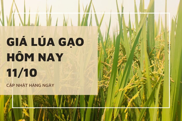 Giá lúa gạo hôm nay ngày 11/10/2023: Giá lúa IR 50404 tăng 100 đồng/kg.