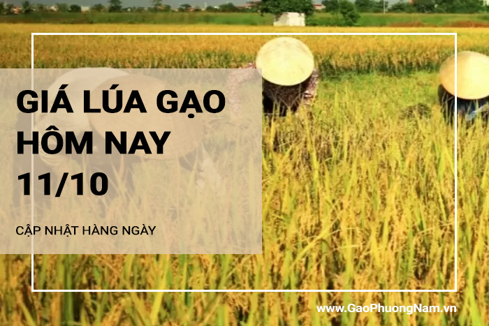 Giá lúa gạo hôm nay 11/10/2024