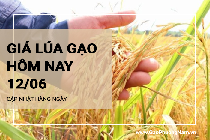 Giá lúa gạo hôm nay 12/06/2024