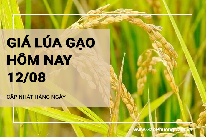 Giá lúa gạo hôm nay 12/08/2024