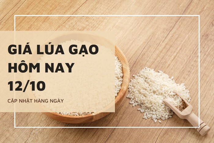 Giá lúa gạo hôm nay ngày 12/10/2023: Giá Nếp khô Long An tăng 200 đồng/kg