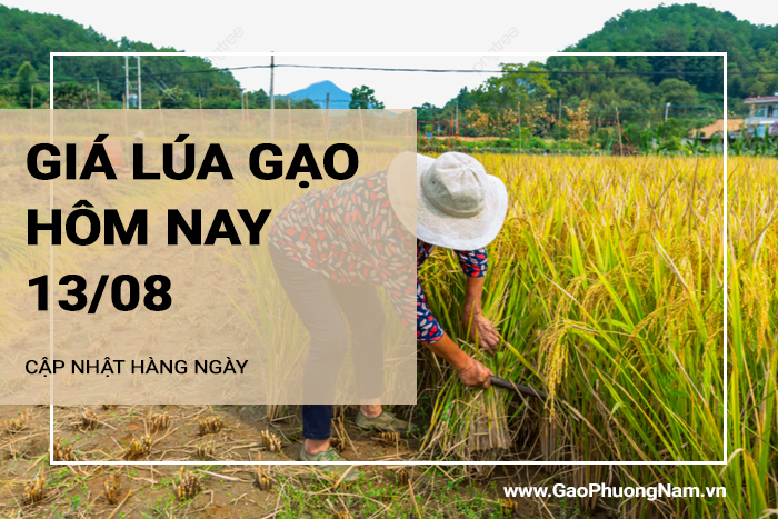 Giá lúa gạo hôm nay 13/08/2024