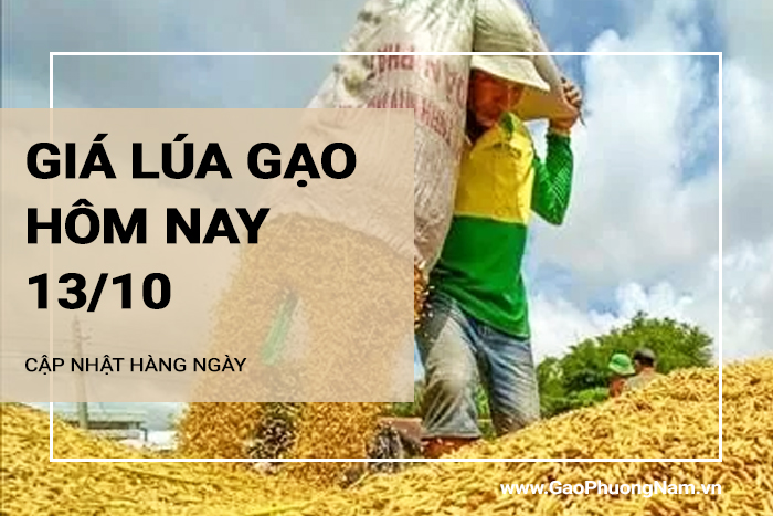 Giá lúa gạo hôm nay 13/10/2024