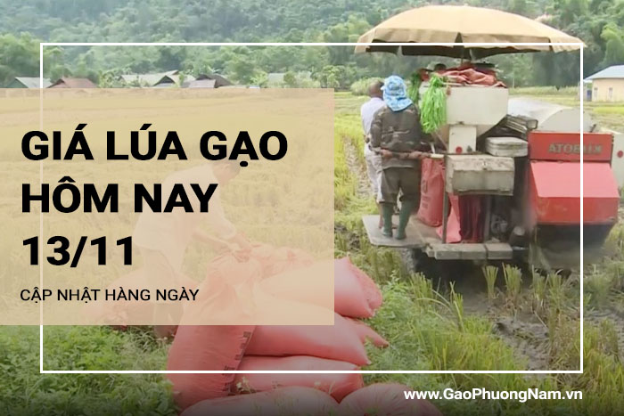 Giá lúa gạo hôm nay ngày 13/11/2023: Giá gạo nguyên liệu OM 5451 tăng 200 đồng/kg