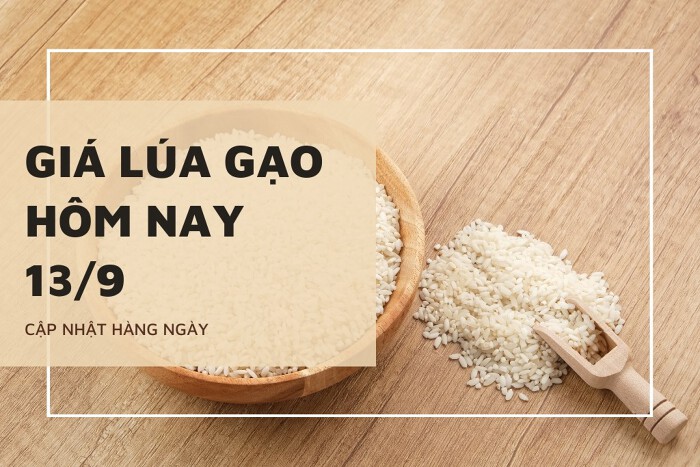 Giá lúa gạo hôm nay ngày 13/09/2023: Giá gạo giảm nhẹ 100-200 đồng/kg