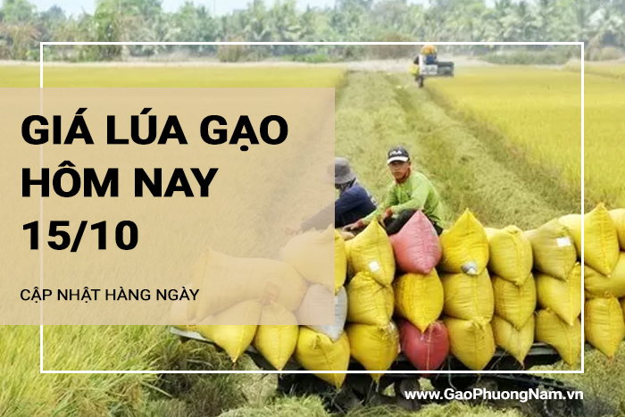 Giá lúa gạo hôm nay 15/10/2024