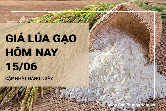 Giá lúa gạo hôm nay 15/06/2024