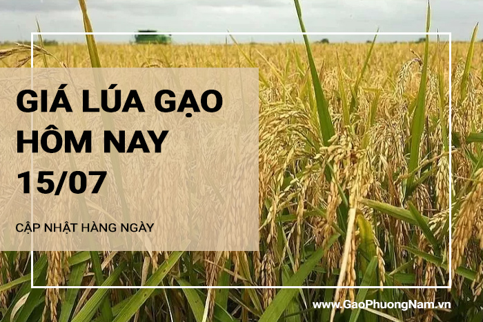 Giá lúa gạo hôm nay 15/07/2024