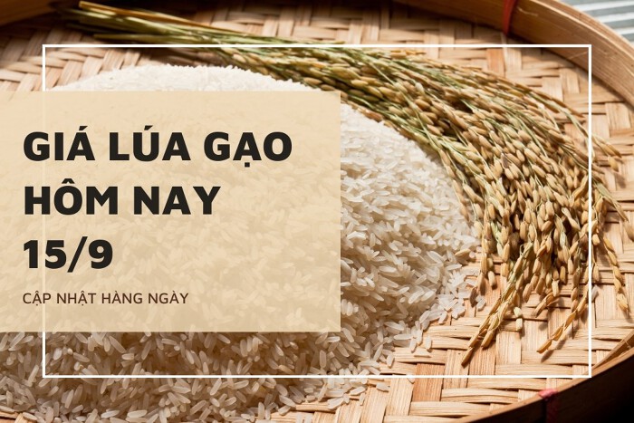 Giá lúa gạo hôm nay ngày 15/09/2023: Gạo thành phẩm và nguyên liệu tăng 100 đồng