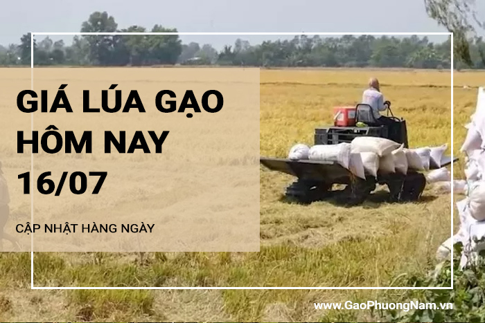 Giá lúa gạo hôm nay 16/07/2024