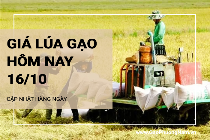 Giá lúa gạo hôm nay 16/10/2024