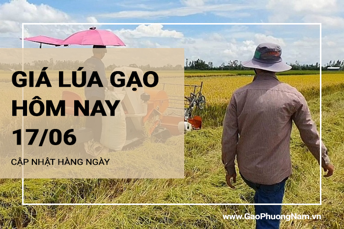 Giá lúa gạo hôm nay 17/06/2024