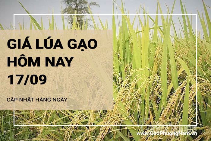 Giá lúa gạo hôm nay 17/09/2024