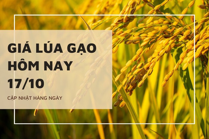 Giá lúa gạo hôm nay ngày 17/10/2023: Giá lúa gạo đồng loạt tăng mạnh