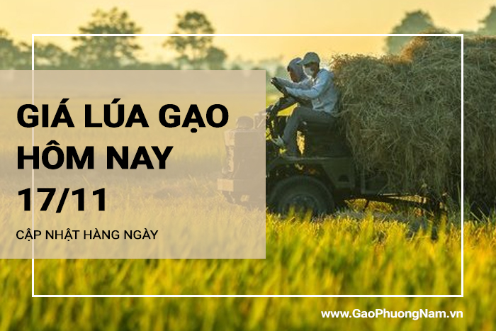 Giá lúa gạo hôm nay ngày 17/11/2023