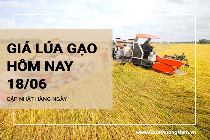 Giá lúa gạo hôm nay 18/06/2024