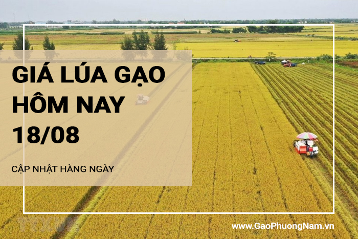 Giá lúa gạo hôm nay 18/08/2024