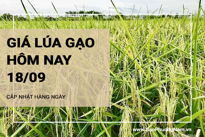 Giá lúa gạo hôm nay 18/09/2024