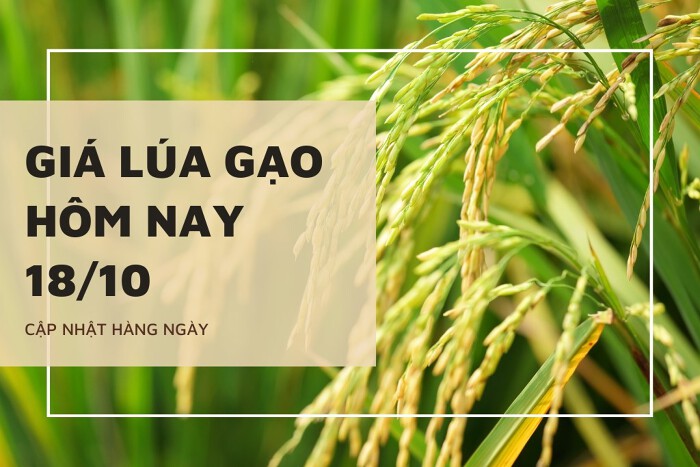 Giá lúa gạo hôm nay ngày 18/10/2023: Giá gạo xuất khẩu 5% tấm tăng 10 USD/tấn