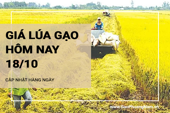 Giá lúa gạo hôm nay 18/10/2024