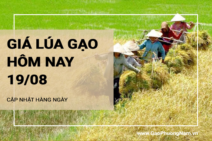 Giá lúa gạo hôm nay 19/08/2024