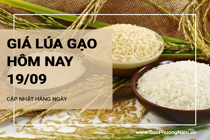 Giá lúa gạo hôm nay 19/09/2024