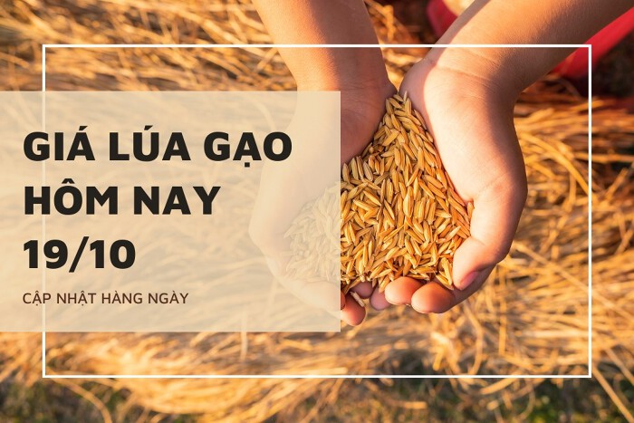 Giá lúa gạo hôm nay ngày 19/10/2023: Giá Lúa Nàng Hoa 9 tăng mạnh 500 đồng/kg