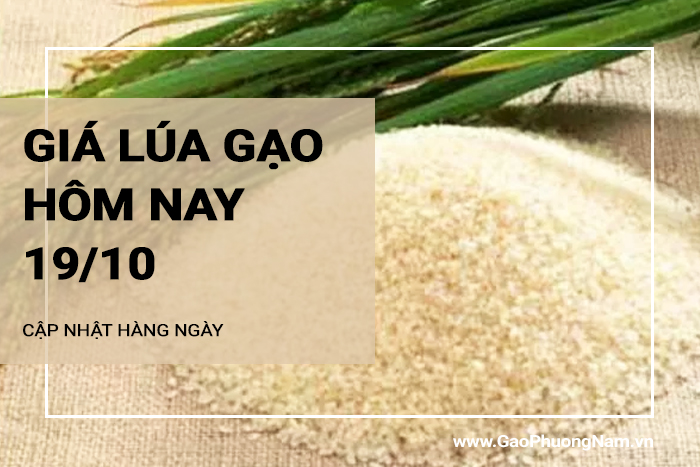 Giá lúa gạo hôm nay 19/10/2024