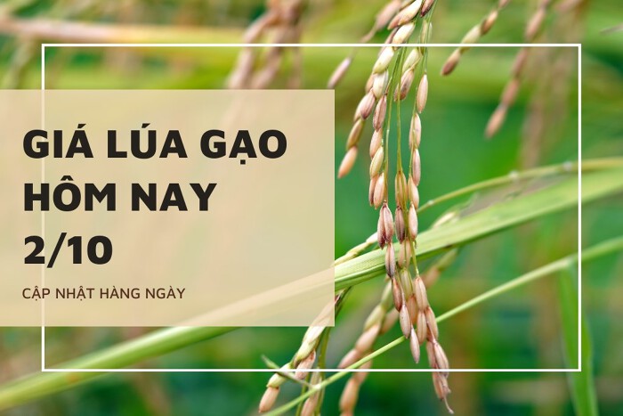 Giá lúa gạo hôm nay ngày 02/10/2023: Giá lúa OM 18 tiếp tục duy trì ổn định