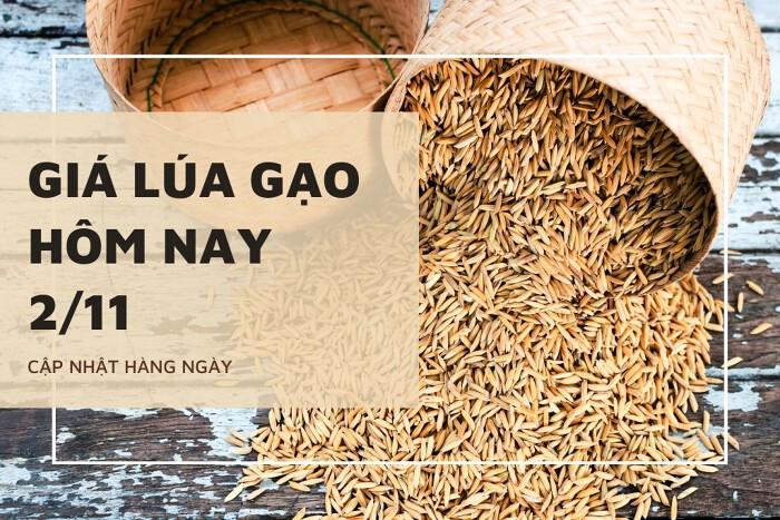 Giá lúa gạo hôm nay ngày 02/11/2023: Điều chỉnh giảm với gạo nguyên liệu