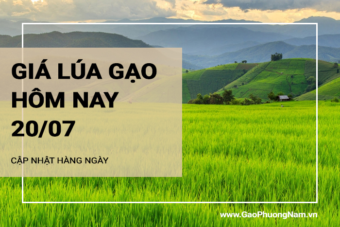 Giá lúa gạo hôm nay 20/07/2024