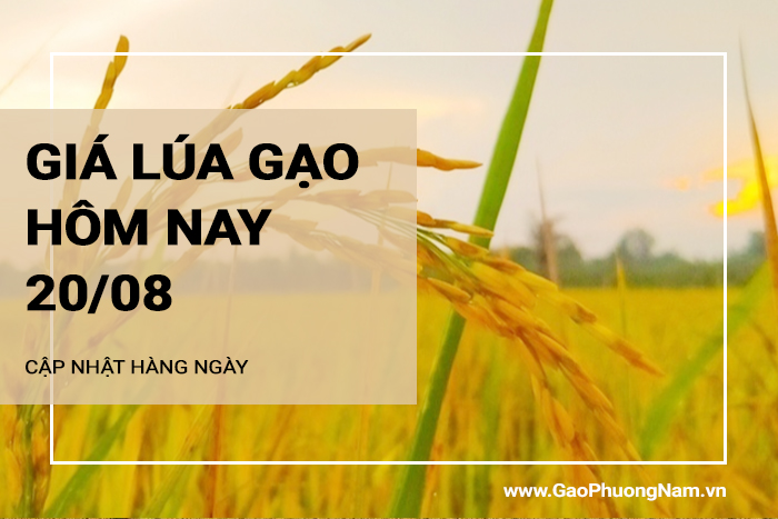 Giá lúa gạo hôm nay 20/08/2024