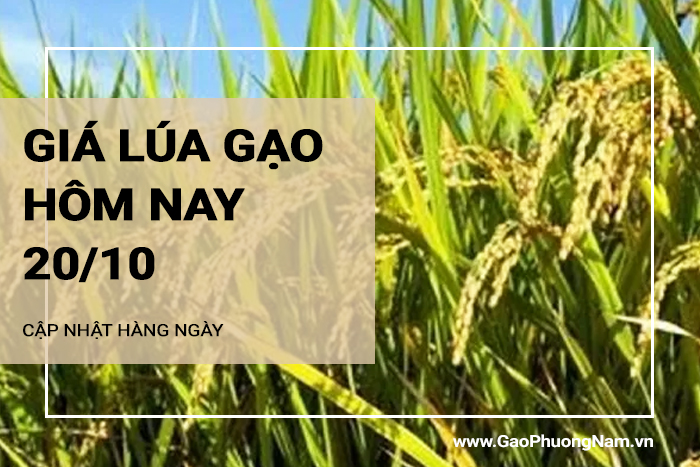 Giá lúa gạo hôm nay 20/10/2024