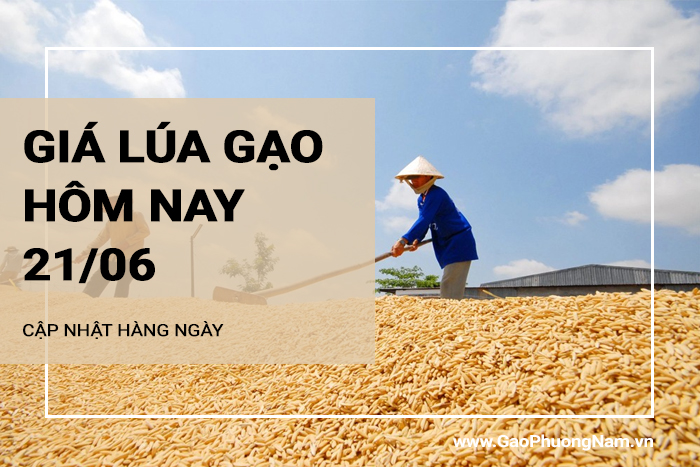 Giá lúa gạo hôm nay 21/06/2024