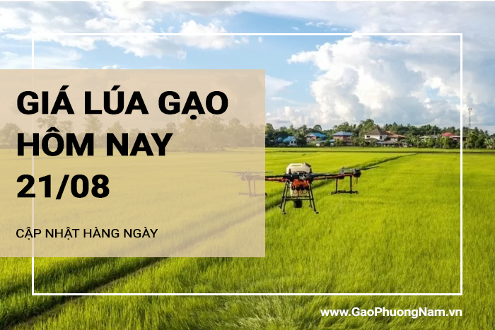 Giá lúa gạo hôm nay 21/08/2024