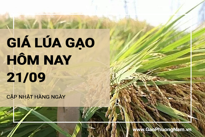 Giá lúa gạo hôm nay 21/09/2024