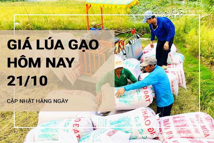 Giá lúa gạo hôm nay 21/10/2024