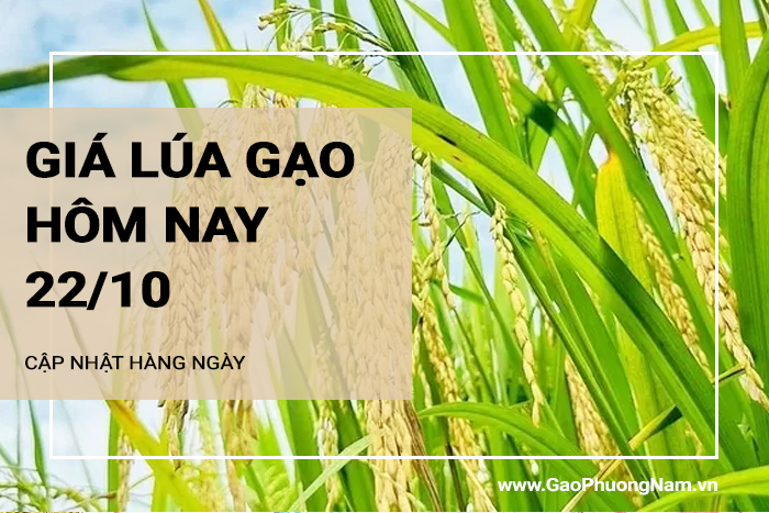 Giá lúa gạo hôm nay 22/10/2024