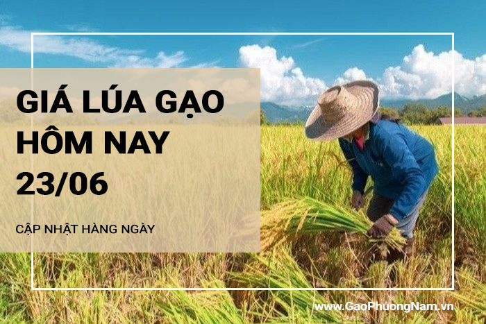 Giá lúa gạo hôm nay 23/06/2024