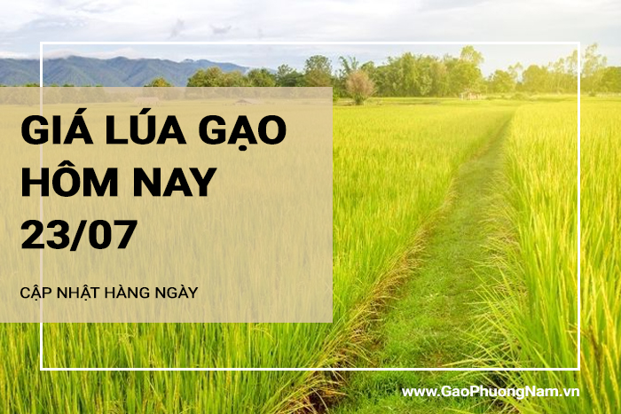 Giá lúa gạo hôm nay 23/07/2024