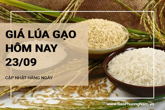 Giá lúa gạo hôm nay 23/09/2024