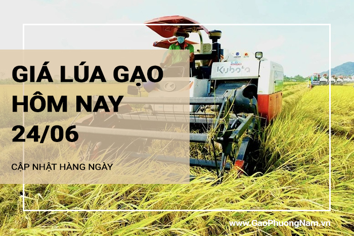 Giá lúa gạo hôm nay 24/06/2024