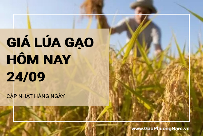 Giá lúa gạo hôm nay 24/09/2024