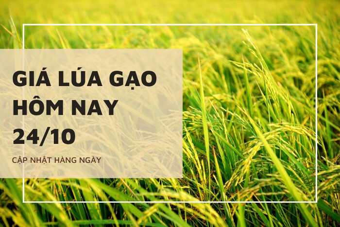 Giá lúa gạo hôm nay ngày 24/10/2023: Giá gạo nguyên liệu giảm từ 50 - 100 đồng/kg