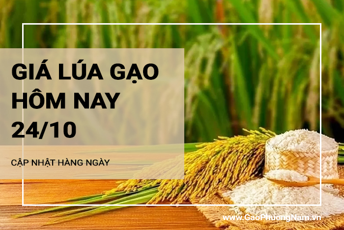 Giá lúa gạo hôm nay 24/10/2024